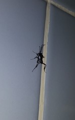 Evania appendigaster