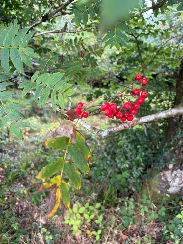 European mountain ash