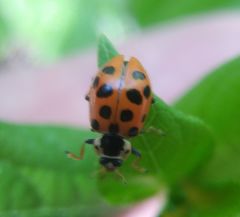 Hippodamia tredecimpunctata