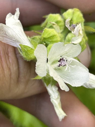 Sidalcea candida, photograph 1