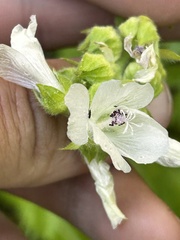 Sidalcea candida