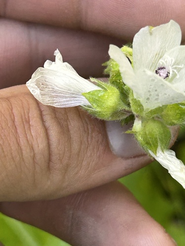 Sidalcea candida, photograph 2