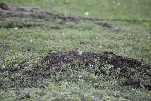 Black-tailed Prairie Dog