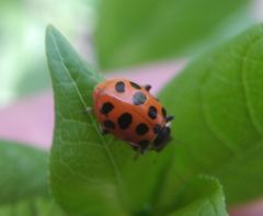 Hippodamia tredecimpunctata