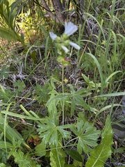 Sidalcea candida, photograph (c) Curtis Drake, some rights reserved (CC BY)