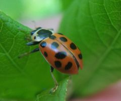 Hippodamia tredecimpunctata