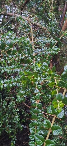 Rhaphithamnus spinosus