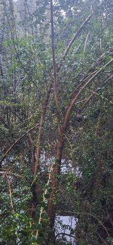 Rhaphithamnus spinosus, photograph 2