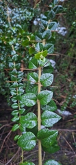 Rhaphithamnus spinosus, photograph (c) Gonzalo Roget, some rights reserved (CC BY)