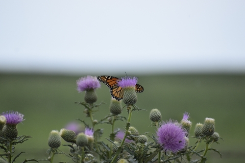 Monarch