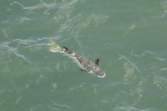 Ellochelon vaigiensis