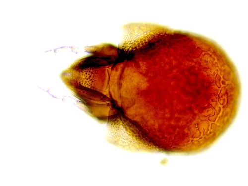 Propelops monticolus