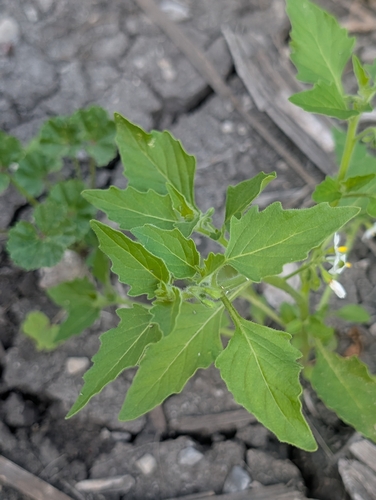 green nightshade