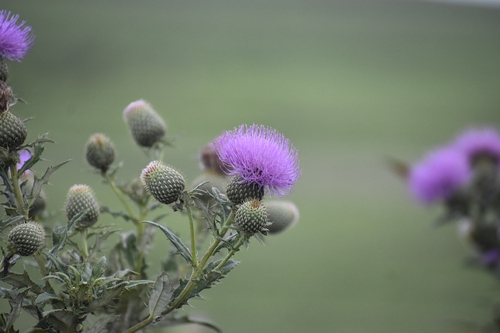 Tall Thistle