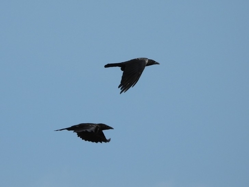 American Crow