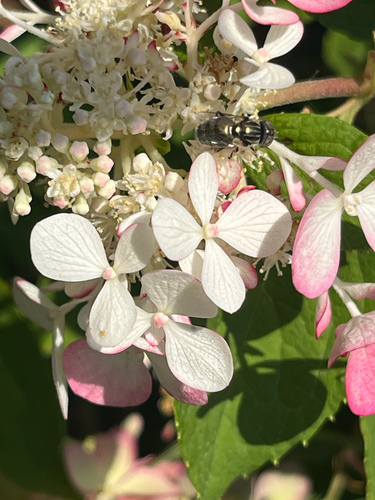 Common Lagoon Fly photo 3