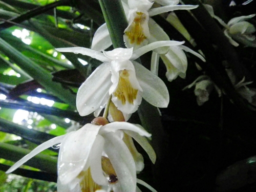 Coelogyne rhabdobulbon Schltr. 2