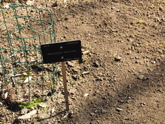 Mertensia maritima maritima