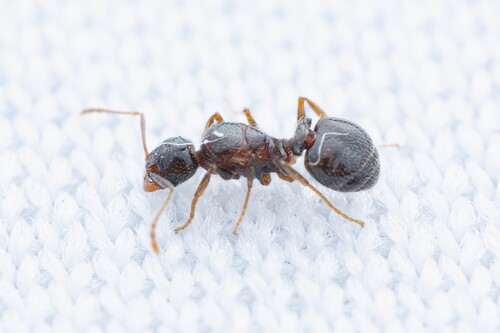 Pheidole elecebraPheidole elecebra