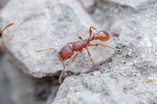 Tetramorium hispidum