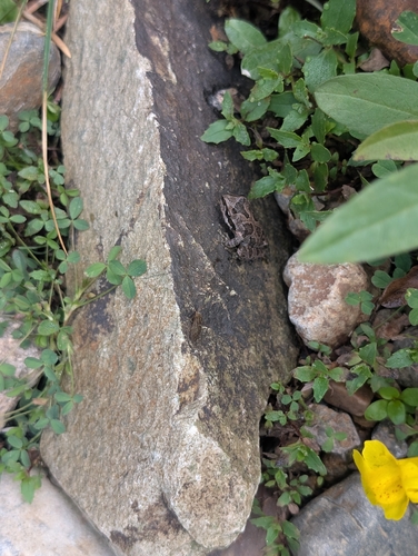 iNaturalist observation photo of Pacific chorus frog
