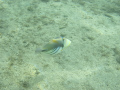 Rhinecanthus aculeatus