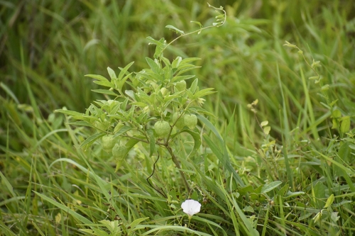 long-leaved groundcherry