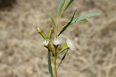 Eucalyptus mimica continens