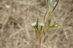Eucalyptus mimica continens