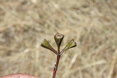 Eucalyptus mimica continens