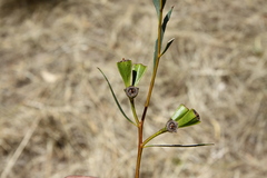 Eucalyptus mimica continens