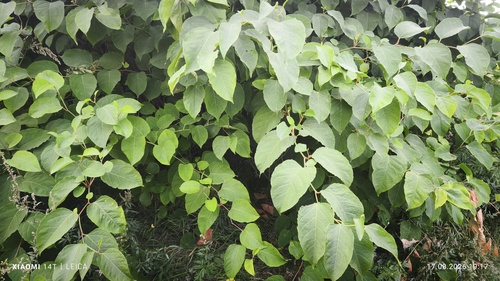 Japanese knotweed