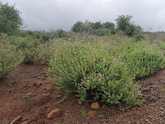 Ocimum burchellianum