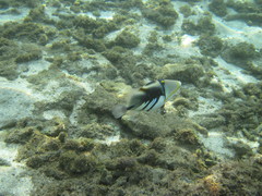 Rhinecanthus aculeatus
