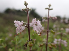 Ocimum burchellianum