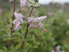 Ocimum burchellianum
