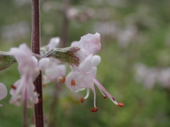 Ocimum burchellianum