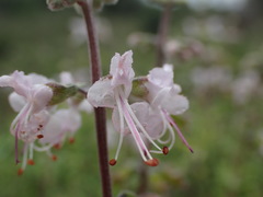 Ocimum burchellianum