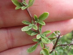 Ocimum burchellianum