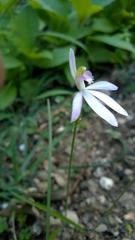 Caladenia catenata