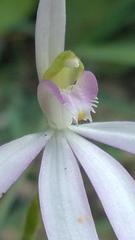Caladenia catenata