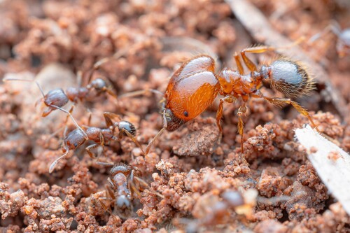 Pheidole viragoPheidole virago