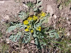 Cymopterus longipes