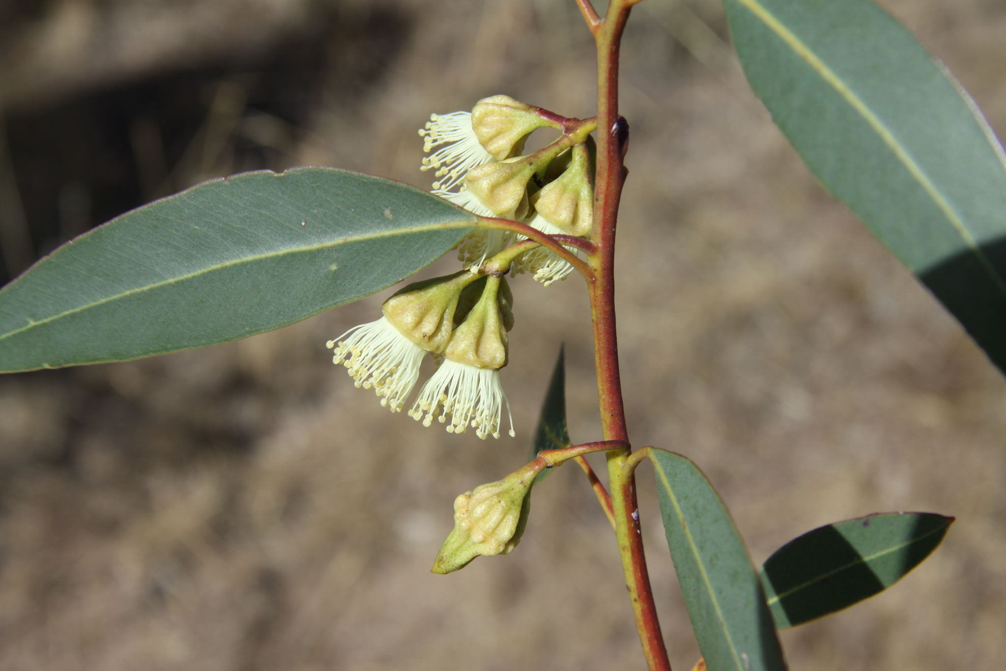 Eucalyptus goniantha