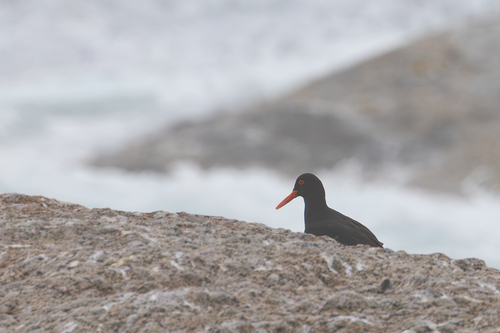 iNaturalist image