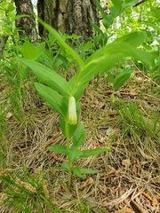 Polygonatum odoratum