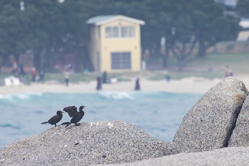 iNaturalist image