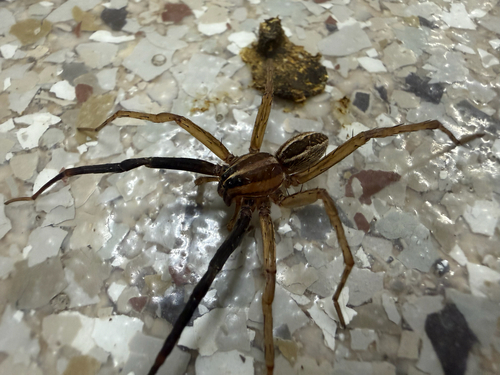 Rabid Wolf Spider