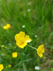 Ranunculus polyanthemos
