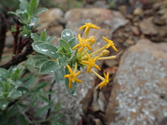 Lasiosiphon meisnerianus